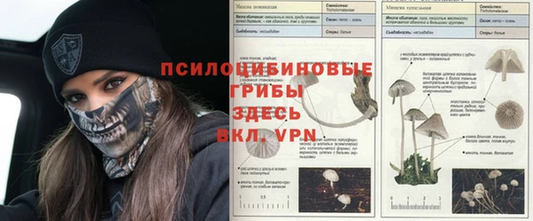спиды Аркадак