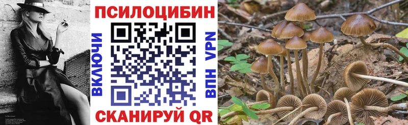 Галлюциногенные грибы Psilocybe Судак